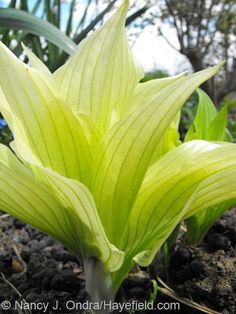 a close up of a green plant in the dirt with trees in the back ground