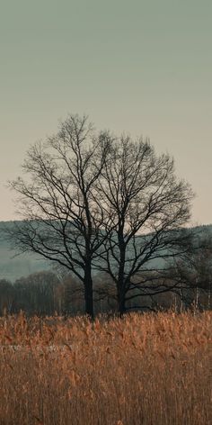 two bare trees stand in the middle of a field with tall grass and mountains in the background