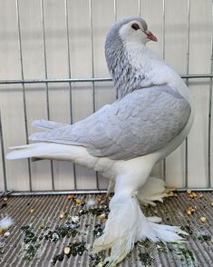 a white and gray bird sitting on top of a floor next to a metal cage