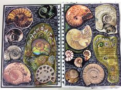 an open book with pictures of different types of shells on the pages and in it