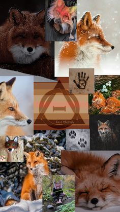 a collage of pictures with different animals