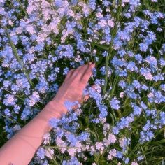 a hand reaching for some blue flowers in the middle of a flower bed with purple and white flowers