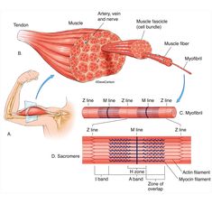 the muscles and their functions are labeled in this diagram, which shows how they move