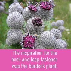 a pink and white photo with the words, the inspiration for the hook and loop fastener was the burdock plant