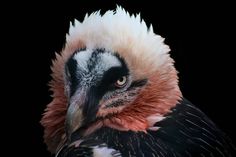 a large bird with white and black feathers on it's head