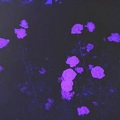 purple flowers are lit up in the dark