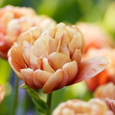 an orange flower is blooming in the garden