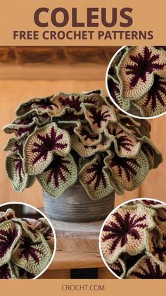 a crochet potted plant is shown in three different photos and the text reads coleus free crochet patterns