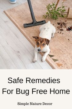 8 safe bug proof remedies you will love to learn Door Sweeps, Plant Saucers, Natural Repellent, Kid Friendly Halloween, Organizing Tips, Mountain Homes, Pet Safe, Outdoor Landscaping