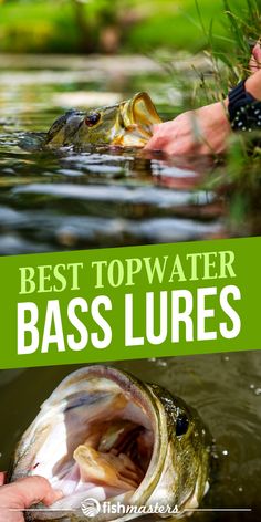 the best topwater bass lures for beginners and angleers to catch in shallow water