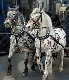 two white and brown horses pulling a carriage down the street with people on it's sides