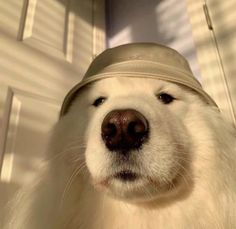 a white dog with a hat on his head looking at the camera while standing in front of a door