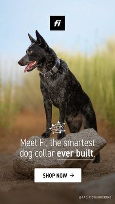 a black dog sitting on top of a rock