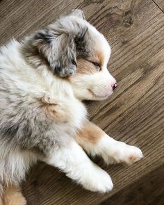 a puppy sleeping on top of a wooden floor