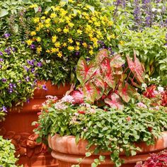 many different types of flowers in large clay pots