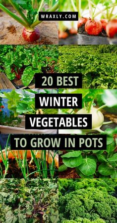 several different types of vegetables in pots with text overlay that reads 20 best winter vegetables to grow in pots