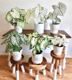 several potted plants are sitting on small stools in front of a wooden table