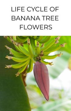 the life cycle of banana tree flowers is easy to read and understand for beginners