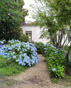 blue hydrangeas in front of a white house with trees and bushes around it