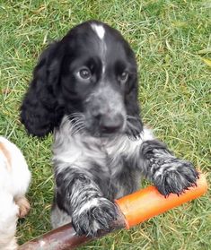 a black and white dog holding a carrot in it's mouth while sitting on the grass