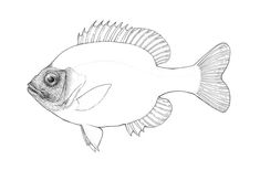 a drawing of a fish on a white background