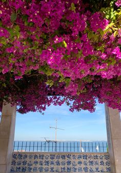 purple flowers are growing on the side of a building near the ocean with a sailboat in the distance