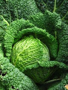 a head of green cabbage with lots of leafy leaves in the center, surrounded by other plants