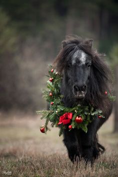 a black horse with a wreath around its neck