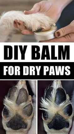 how to treat dry and cracked dog paws with this step - by - step guide