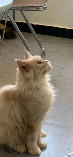 a white cat sitting on the floor next to a chair and looking up at something