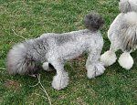 two poodles playing with each other in the grass