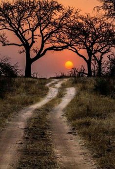 the sun is setting behind two trees on a dirt road with grass and dry brush