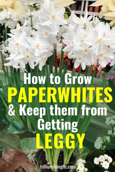 white flowers with text overlay how to grow paperwhites and keep them from getting leggy