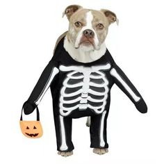 a dog wearing a skeleton costume with a trick bag in it's mouth and holding a pumpkin