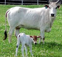 an adult cow standing next to a small calf