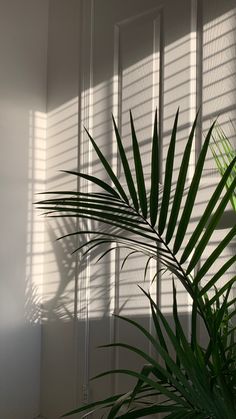 a palm tree in the corner of a room with white walls and blinds on it