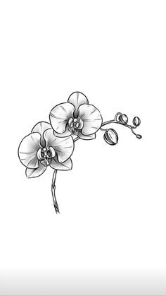 black and white drawing of two orchids on a branch with buds in the center