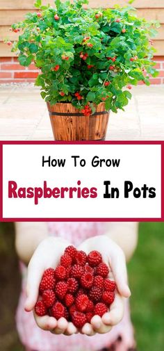 raspberries in pots with the title how to grow raspberries in pots