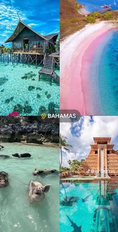 there are four different pictures in this collage with the same beach and sea animals