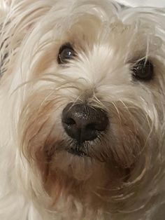 a close up of a white dog's face with hair blowing in the wind