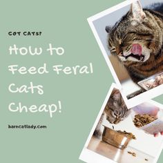 a cat eating out of a bowl with its mouth open and the words, how to feed ferral cats cheap