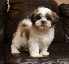 a small brown and white dog sitting on top of a leather chair