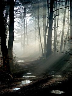 the sun shines through the trees in the woods near a stream that is surrounded by water