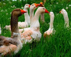 several ducks are sitting in the tall grass