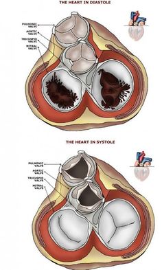 the heart is divided into two sections and labeled with different parts to describe it's function