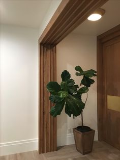 a potted plant in front of a wooden door