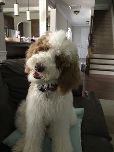 a white dog sitting on top of a couch