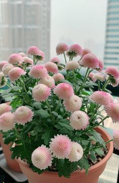 pink and white flowers in a pot on a window sill