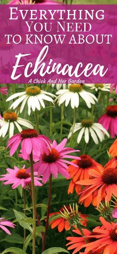 pink and white flowers with the words everything you need to know about echinacea