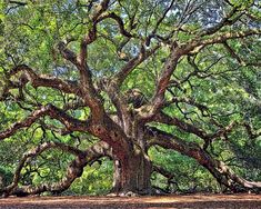 an old oak tree in the middle of a forest with lots of leaves on it